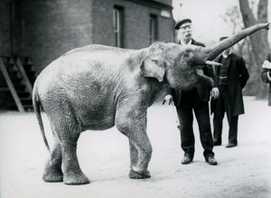 Un bebé elefante asiático levantando su trompa hacia un cuidador mientras otros cuidadores observan de Frederick William Bond